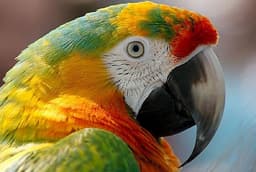 Macaw logo